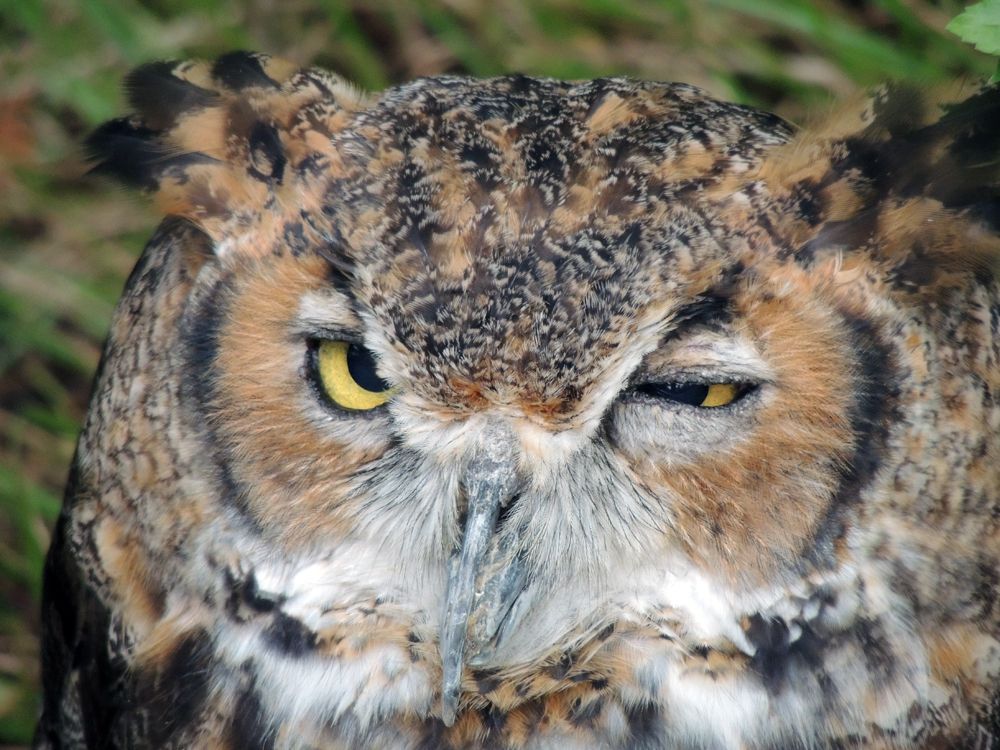 Great Horned Owl