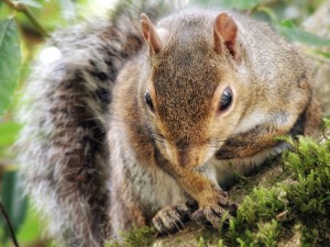 Eichhörnchen, Squirrel